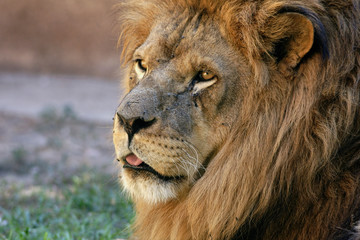 el rey de la selva, León, grandes felinos