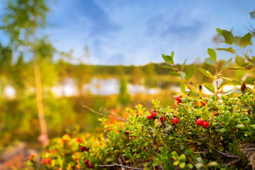 lingonberries