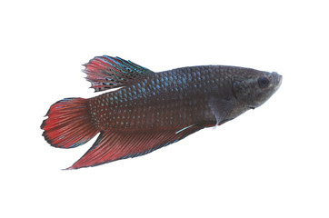 Red and black Fighting Fish species Thailand.