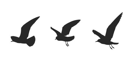 Fototapeta premium silhouette of seagulls in flying on a white background.