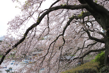 Spring of sakura cherry blossom.
