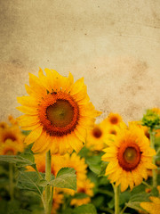 Sunflower blossom. Retro filter.