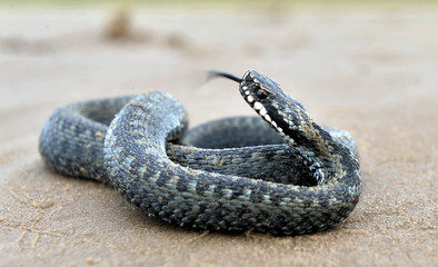 The common European adder or common European viper