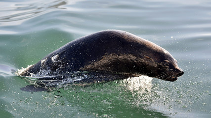 Fototapeta premium Jumping Cape fur seal (Arctocephalus pusillus pusillus)