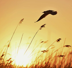 Black-headed Gull (Larus ridibundus) in flight