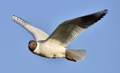Adult black-headed gulls in flight,