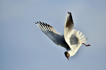Adult black-headed gulls in flight,