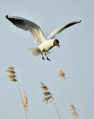 Black-headed Gull (Larus ridibundus) in flight