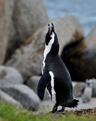 Fototapeta premium Singing African penguin.