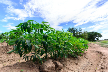 Cassava field for green energy with blue sky.