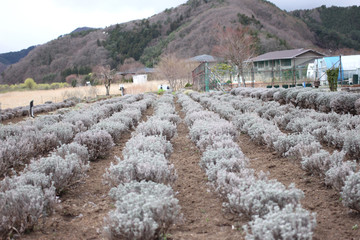 Spring garden flower adjacent to kawagujiko lake.