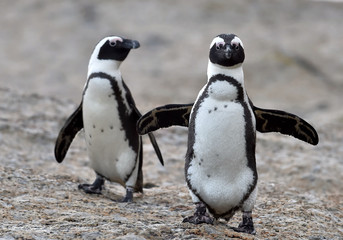 African penguins.