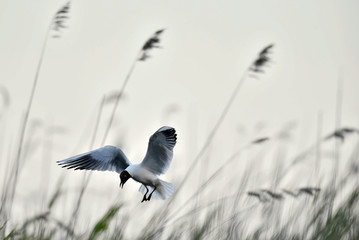 Adult black-headed gulls in flight,