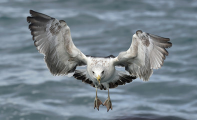 Flying kelp gull (Larus dominicanus)
