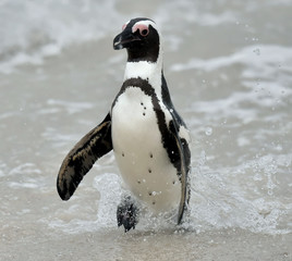 Fototapeta premium African penguin.