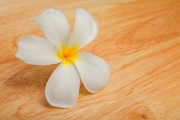 Fototapeta na wymiar Beautiful Plumeria white flower on wood board