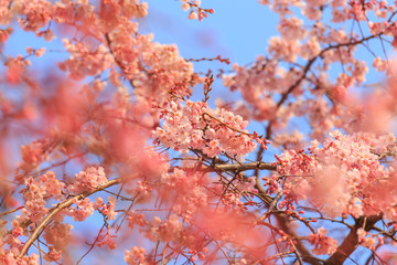 Sakura flower blossom in Japan.