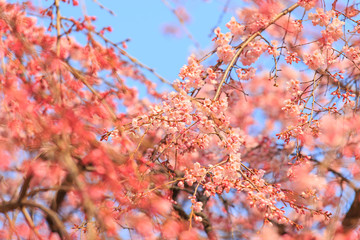 Sakura flower blossom in Japan.