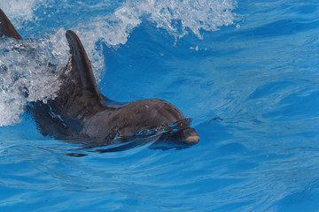 dolphin swimming in blue water