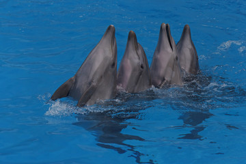 four dancing dolphins in a pool