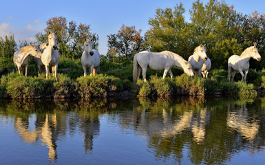 Obraz na płótnie Canvas White Camargue Horses