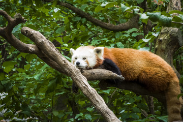 Red panda laying on a tree branch peacefully