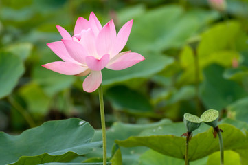 Beautiful lotus flower in blooming
