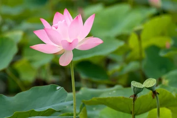 Cercles muraux fleur de lotus Beautiful lotus flower in blooming