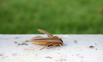Brown moth