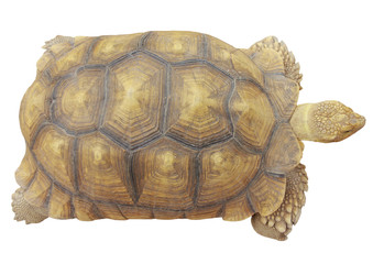 Stock Photo:.Turtle isolated on white background