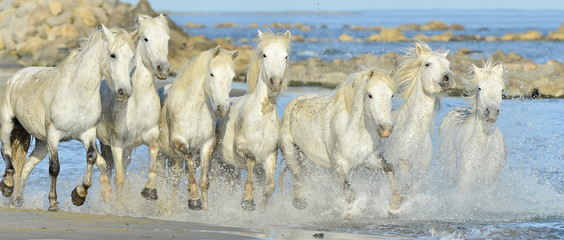 Running White horses through water