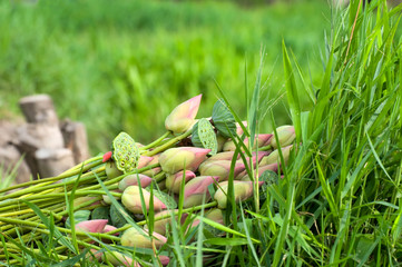 Beautiful lotus buds