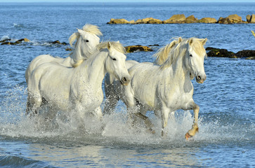 Running White horses through water