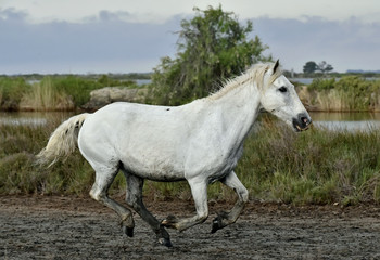 Fototapeta na wymiar Portrait of the Running White Camargue Horses in Parc Regional de Camargue 