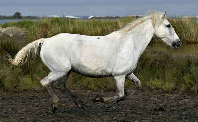 Naklejka na ściany i meble Portrait of the Running White Camargue Horses in Parc Regional de Camargue 