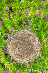 Bulbul bird's nest in a tree