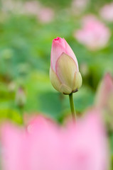 Beautiful lotus buds