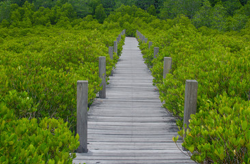 Wood bridge along mangrove forest