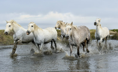 Running White horses through water 