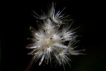 Focus Dandelion dry grass flower on black background