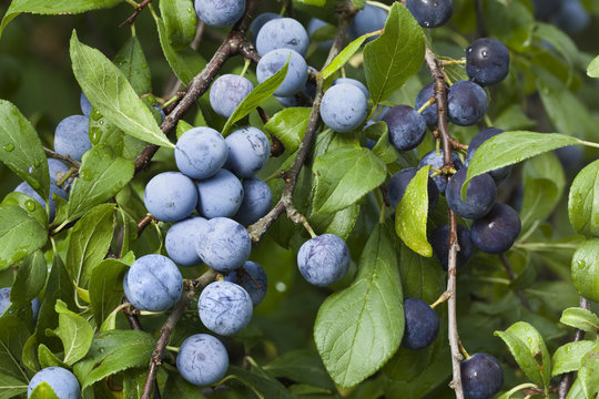 Prunus Spinosa Branch