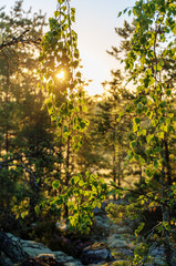 birch branches