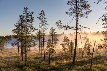 Morning fog over the marsh