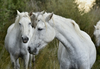 Obraz na płótnie Canvas Portrait of the White Camargue Horses
