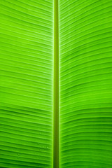 Banana leaf background with lines