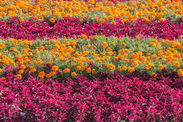 Fototapeta na wymiar flower bed with marigold