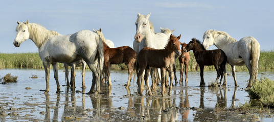 Portrait of the White Camargue Horse with a foal
