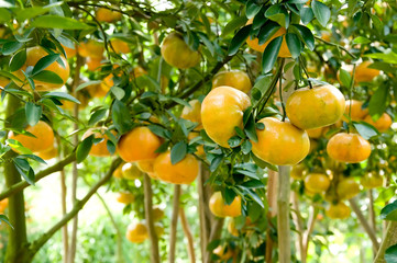 Mandarin garden in Lai Vung, traditional village of mandarin in Dong Thap, Vietnam