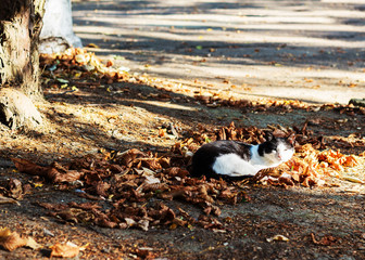 Autumn. Black and white cat sleeping on leaves.