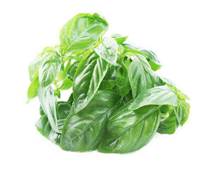 Green fresh basil isolated on white
